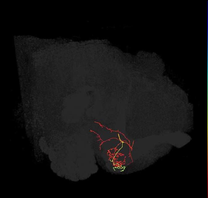 PAM12(y3)_L (FlyEM-HB:5813082175)