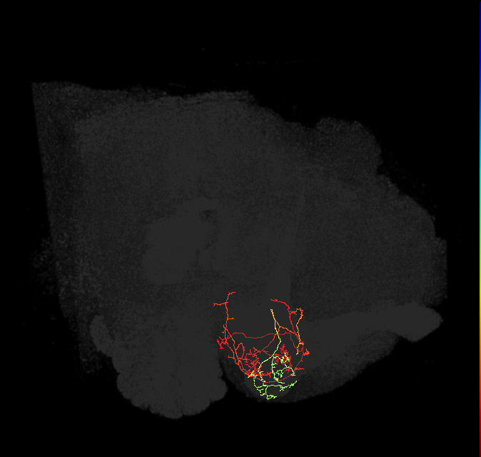 PAM12(y3)_L (FlyEM-HB:1204875505)