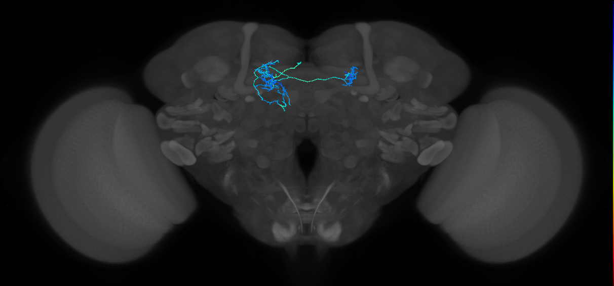 PAM12(y3)_L (FlyEM-HB:1204875505)