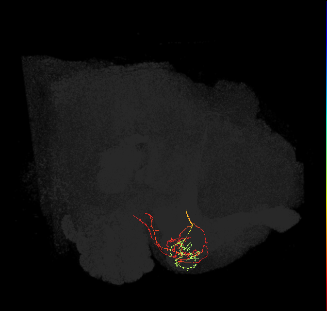 PAM12(y3)_L (FlyEM-HB:1266478519)