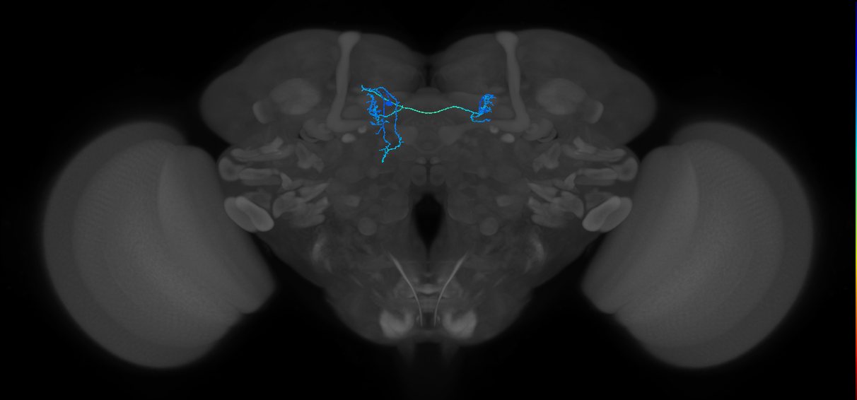 PAM12(y3)_L (FlyEM-HB:1266478519)