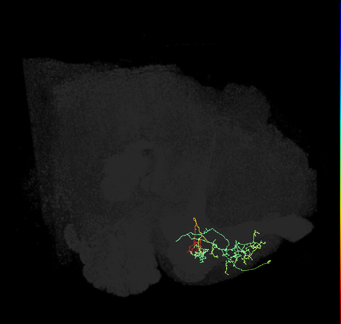 PAM13(B&bsol;'1ap)_R (FlyEM-HB:706819341)