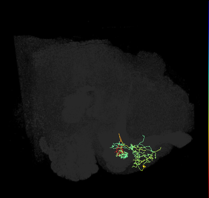 PAM13(B&bsol;'1ap)_R (FlyEM-HB:1141329227)