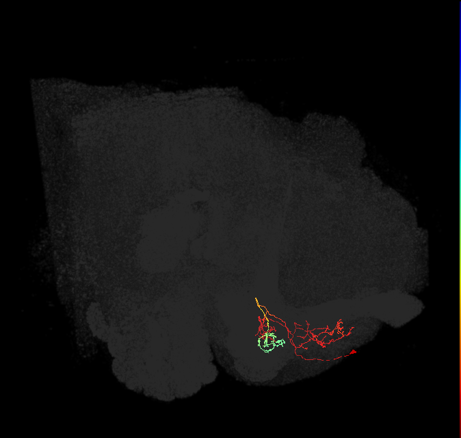 PAM13(B&bsol;'1ap)_L (FlyEM-HB:769018494)