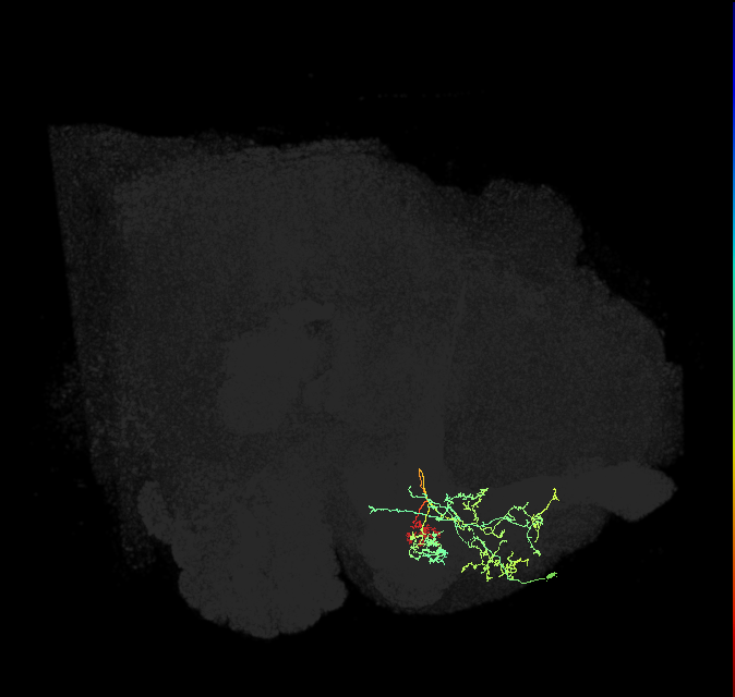 PAM13(B&bsol;'1ap)_R (FlyEM-HB:799578347)