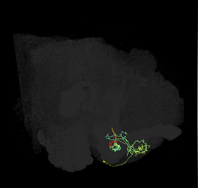 PAM13(B&bsol;'1ap)_R (FlyEM-HB:800622401)