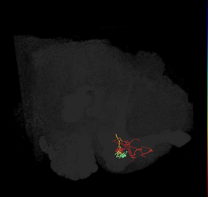 PAM13(B&bsol;'1ap)_L (FlyEM-HB:1173011450)
