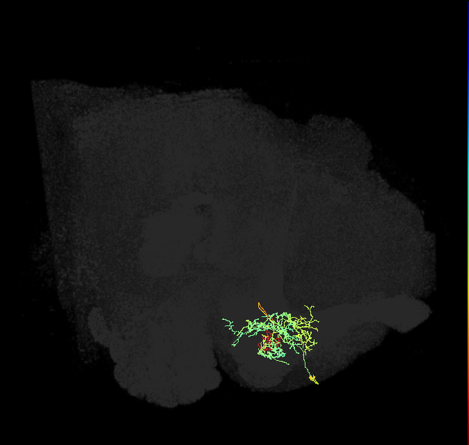 PAM13(B&bsol;'1ap)_R (FlyEM-HB:986828383)