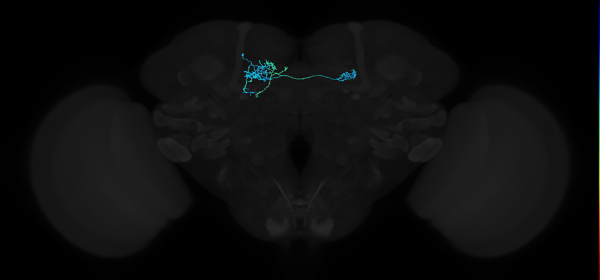dopaminergic PAM neuron 13