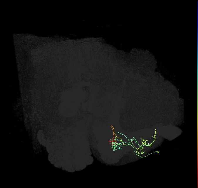 PAM14(B&bsol;'1m)_R (FlyEM-HB:675451588)