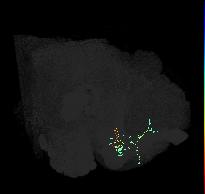 PAM14(B&bsol;'1m)_R (FlyEM-HB:1173007139)
