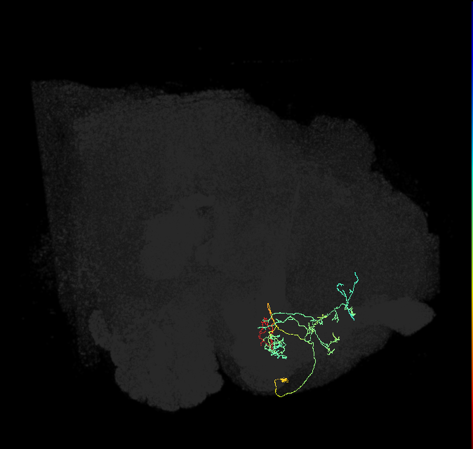 PAM14(B&bsol;'1m)_R (FlyEM-HB:766838498)