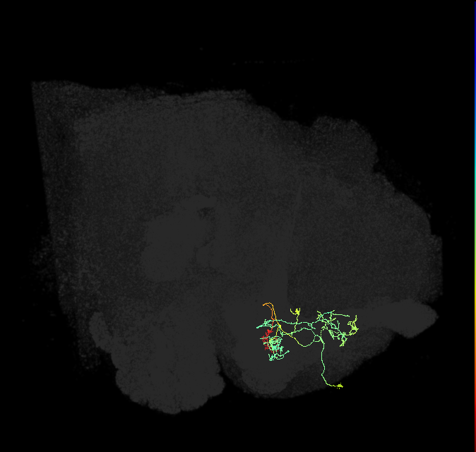 PAM14(B&bsol;'1m)_R (FlyEM-HB:923027316)
