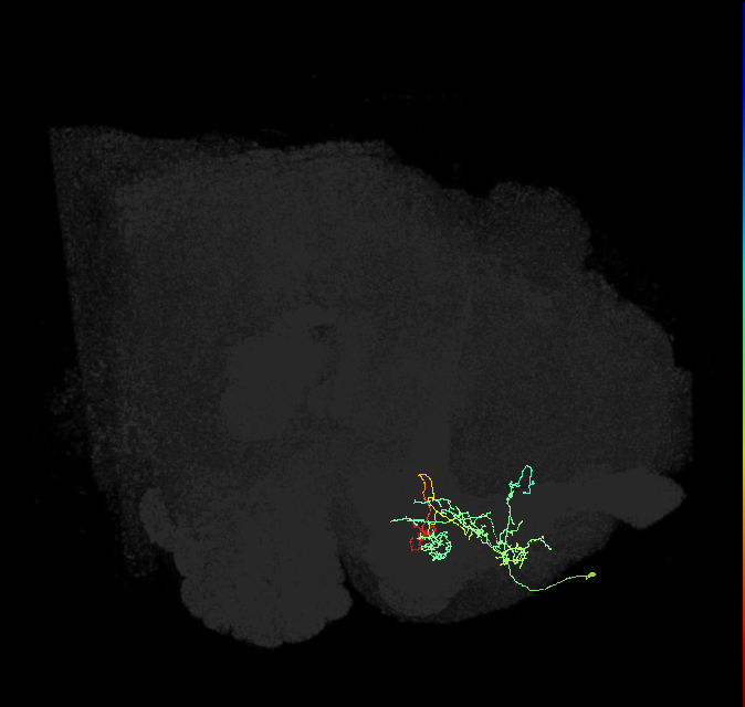 PAM14(B&bsol;'1m)_R (FlyEM-HB:893710296)