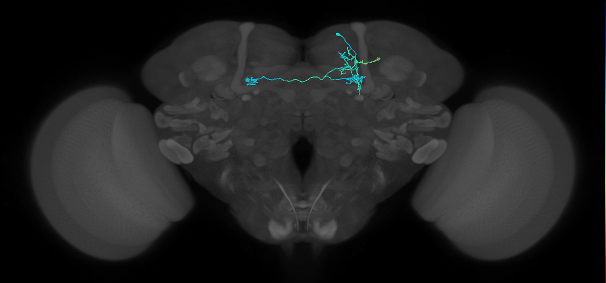PAM14(B&bsol;'1m)_R (FlyEM-HB:893710296)