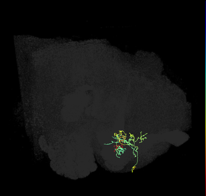 PAM14(B&bsol;'1m)_R (FlyEM-HB:5813061879)