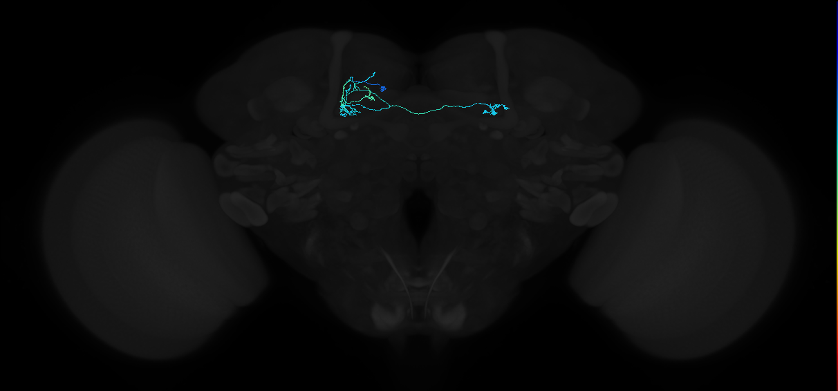 dopaminergic PAM neuron 14