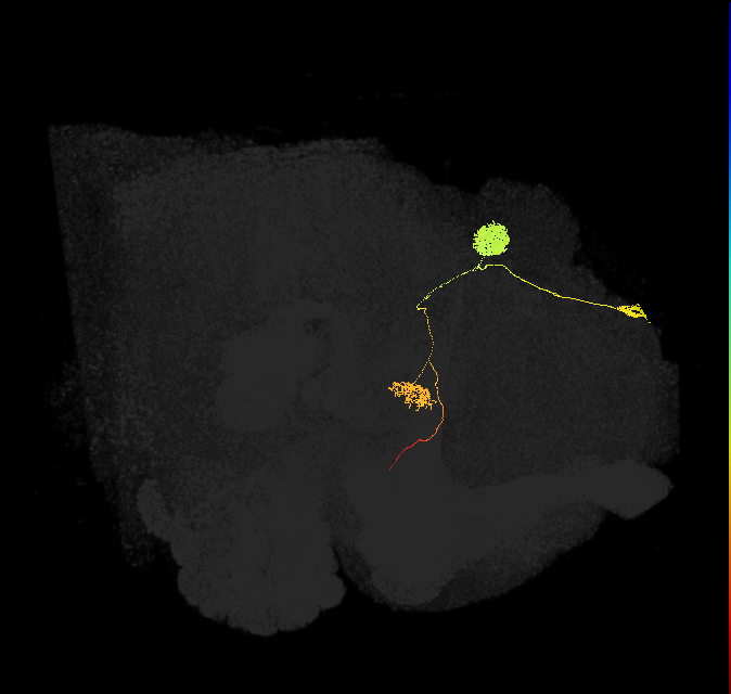adult protocerebral bridge glomerulus 5-ellipsoid body tile-dorsal gall neuron