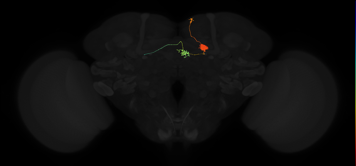 adult protocerebral bridge glomerulus 6-ellipsoid body tile-ventral gall neuron