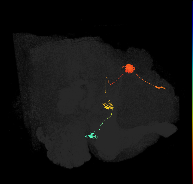 adult protocerebral bridge glomerulus 4-ellipsoid body tile-ventral gall neuron