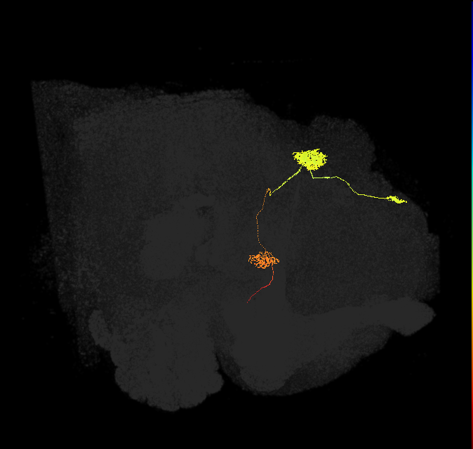 adult protocerebral bridge glomerulus 4-ellipsoid body tile-ventral gall neuron