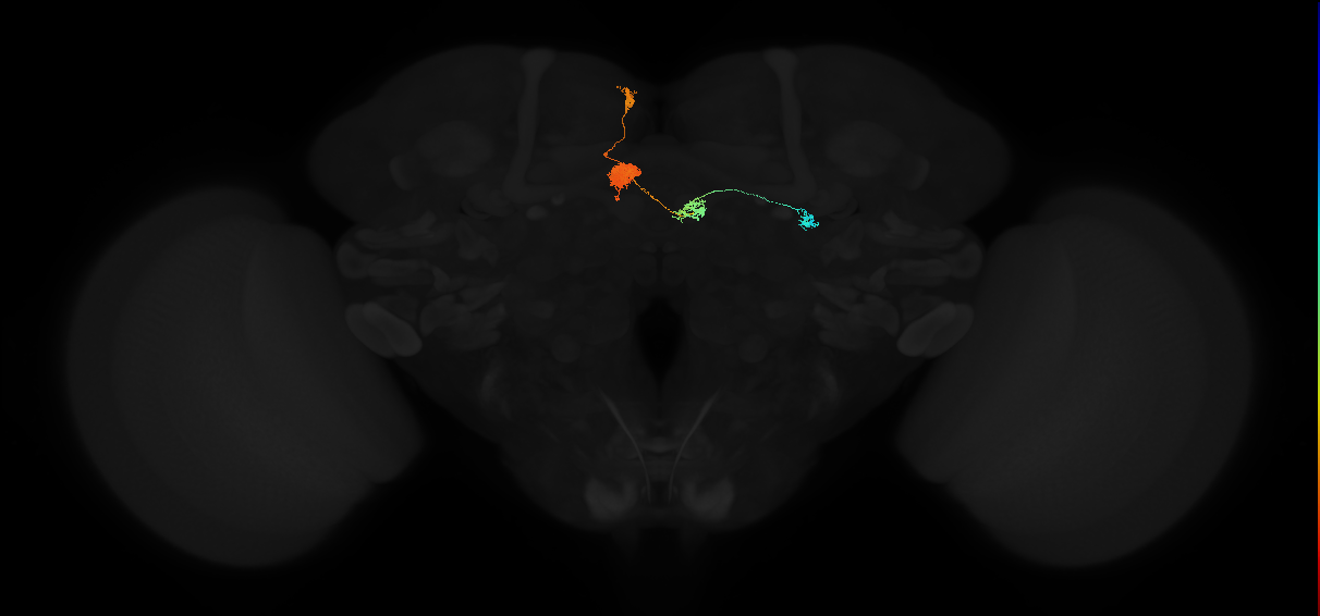 adult protocerebral bridge glomerulus 3-ellipsoid body tile-dorsal gall neuron