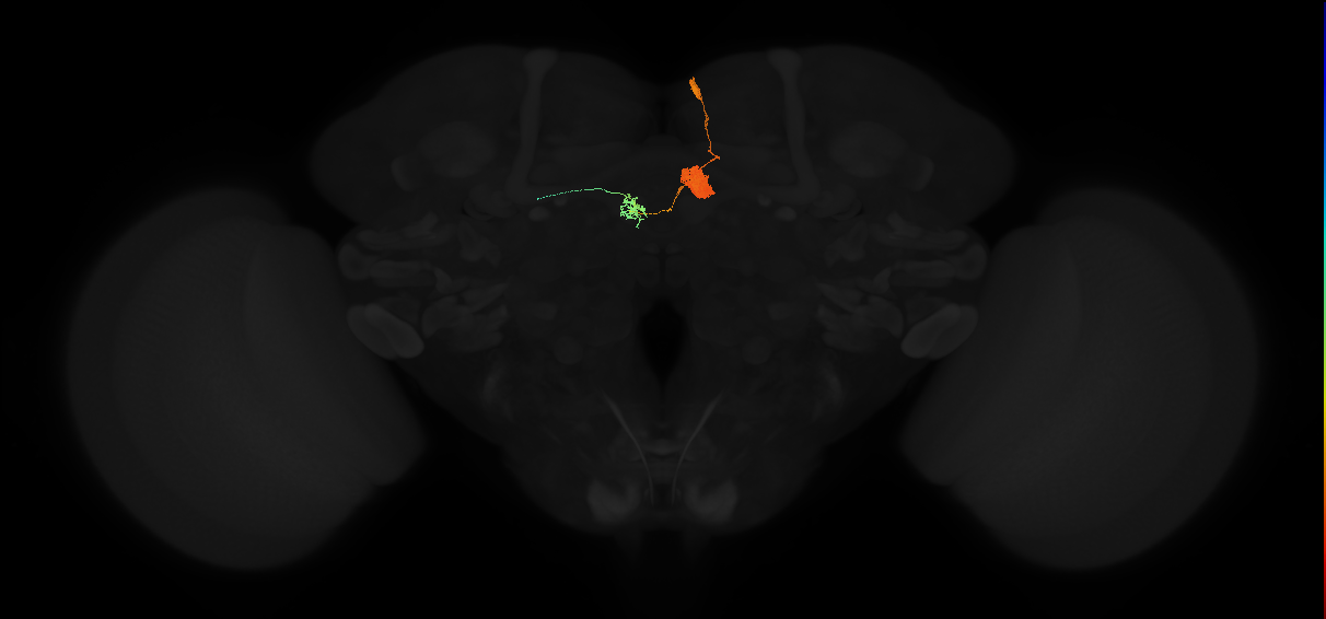adult protocerebral bridge glomerulus 3-ellipsoid body tile-dorsal gall neuron