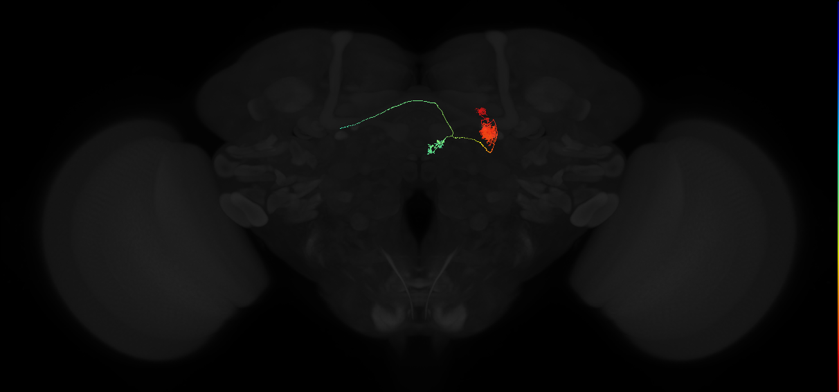 adult protocerebral bridge glomerulus 8-ellipsoid body tile-ventral gall neuron
