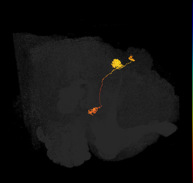 adult protocerebral bridge glomerulus 2-ellipsoid body tile-ventral gall neuron