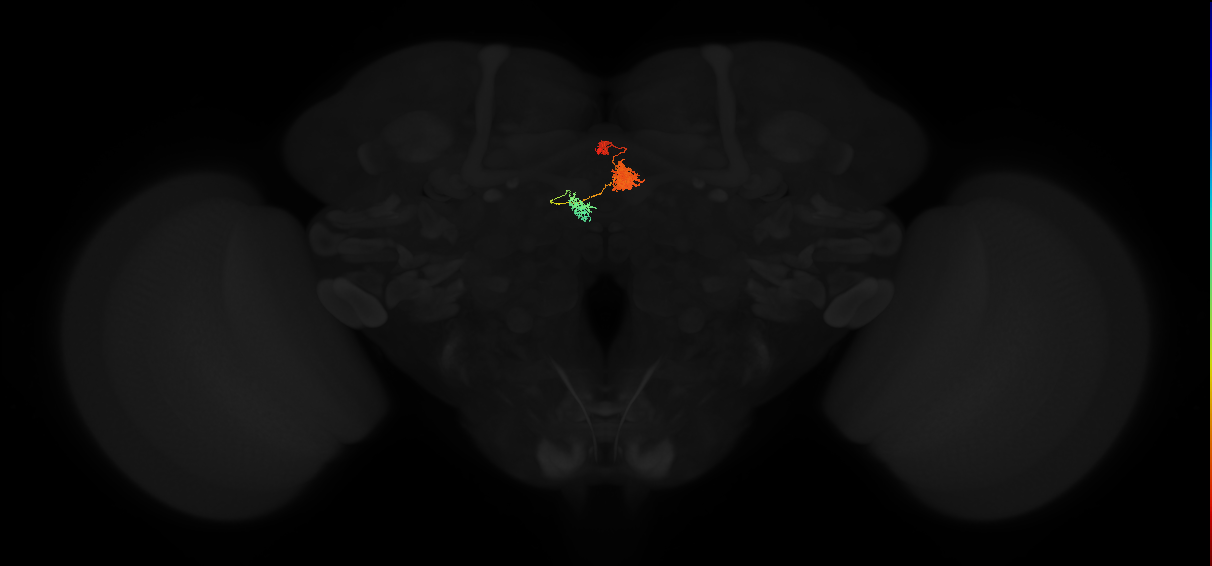 adult protocerebral bridge glomerulus 2-ellipsoid body tile-ventral gall neuron