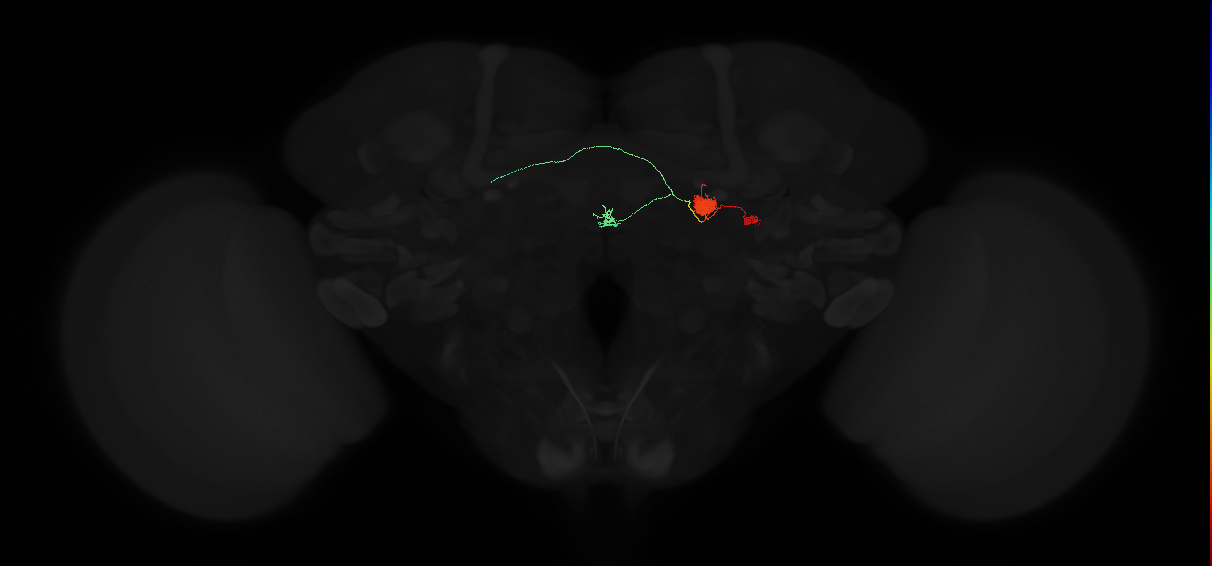 adult protocerebral bridge glomerulus 9-ellipsoid body tile-dorsal gall neuron