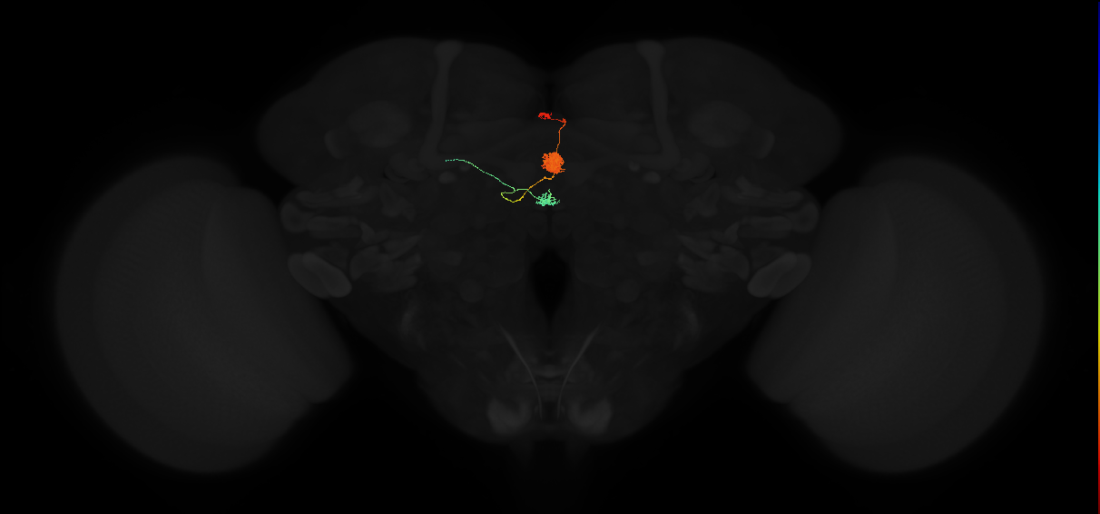 adult protocerebral bridge 1 glomerulus-ellipsoid body tile-gall neuron