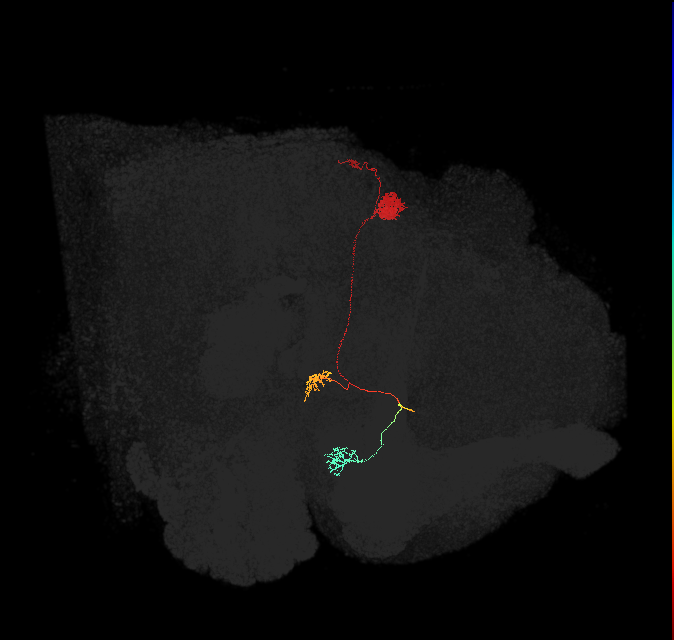 adult protocerebral bridge glomerulus 9-ellipsoid body tile-dorsal gall neuron