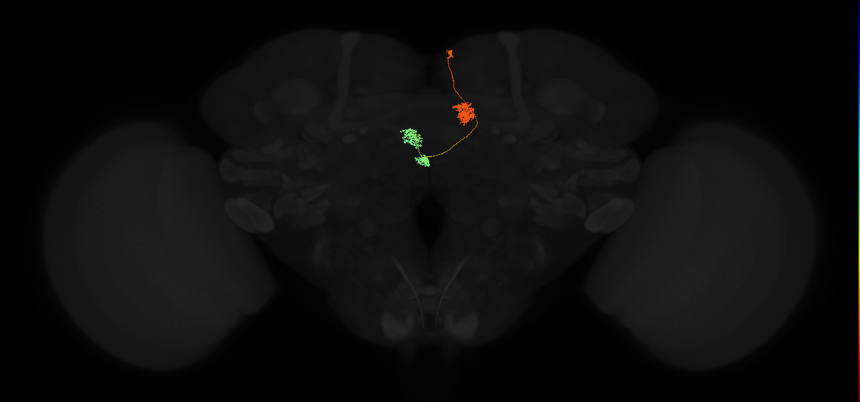 adult protocerebral bridge glomerulus 4-ellipsoid body tile-nodulus 1 neuron
