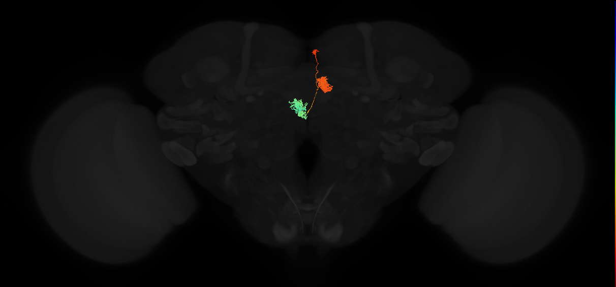 adult protocerebral bridge glomerulus 3-ellipsoid body tile-nodulus 1 neuron