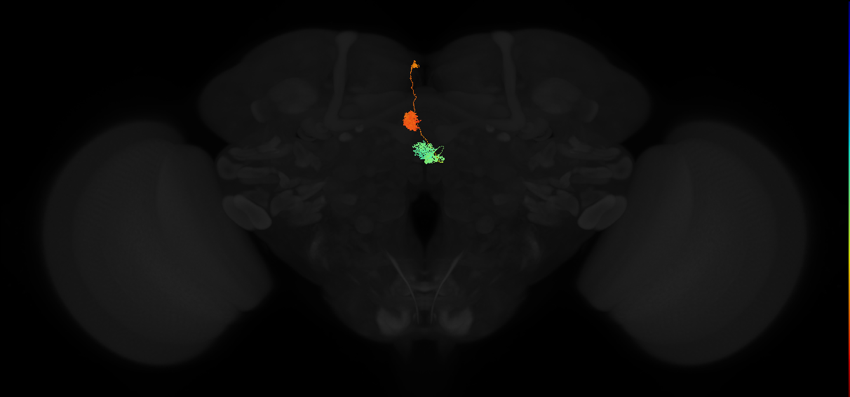 adult protocerebral bridge glomerulus 2-ellipsoid body tile-nodulus 1 neuron 1