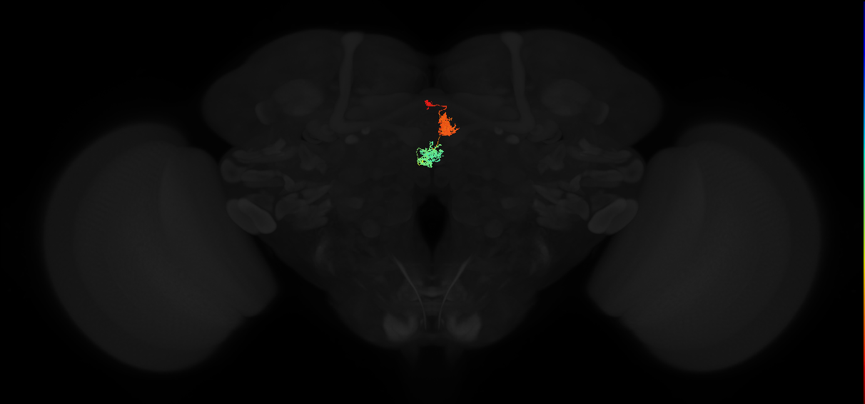 adult protocerebral bridge glomerulus 2-ellipsoid body tile-nodulus 1 neuron 1