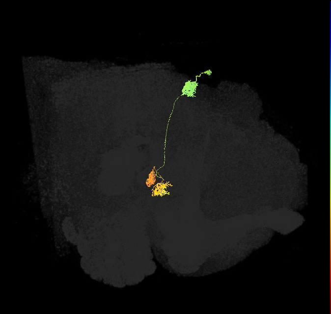 adult protocerebral bridge glomerulus 9-ellipsoid body tile-nodulus 1 neuron 1