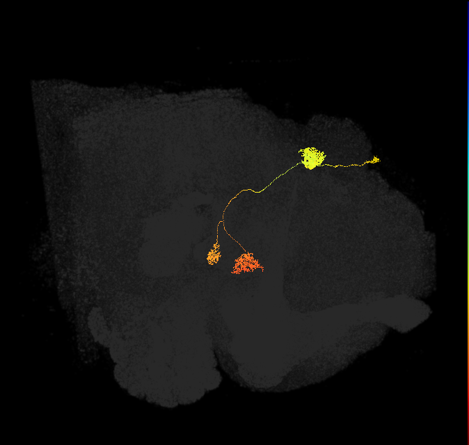 adult protocerebral bridge glomerulus 4-ellipsoid body tile-nodulus 1 neuron 2