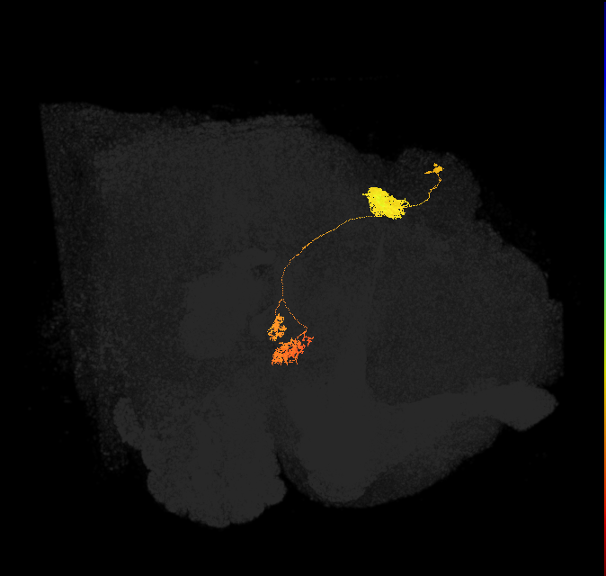 adult protocerebral bridge glomerulus 3-ellipsoid body tile-nodulus 1 neuron 2