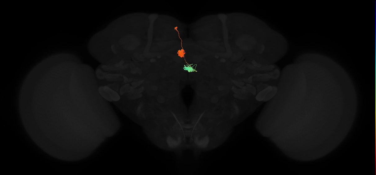 adult protocerebral bridge glomerulus 2-ellipsoid body tile-nodulus 1 neuron
