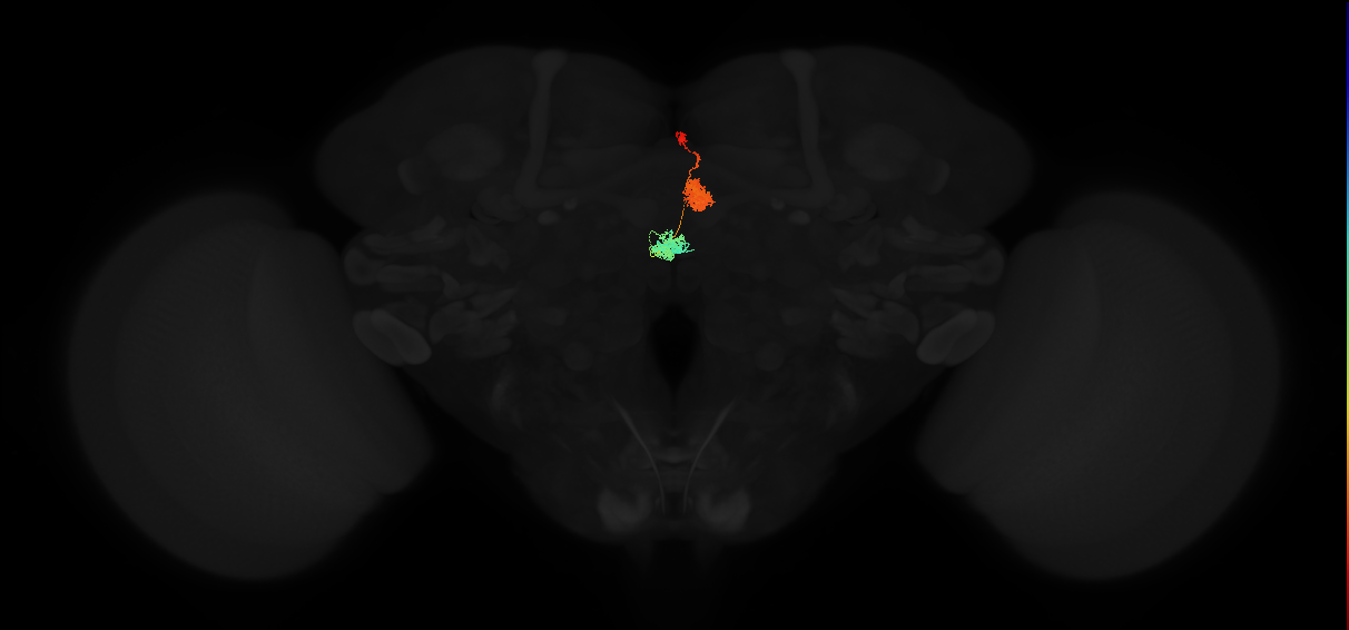 adult protocerebral bridge glomerulus 2-ellipsoid body tile-nodulus 1 neuron 2