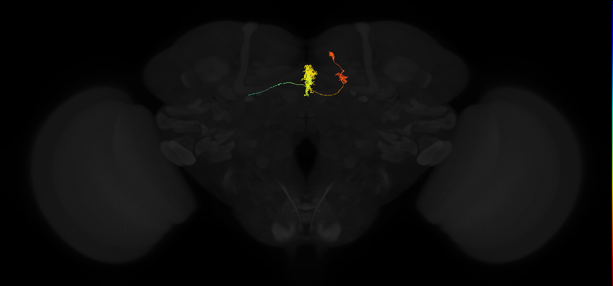 protocerebral bridge glomerulus 5-fan-shaped body-ventral gall surround neuron