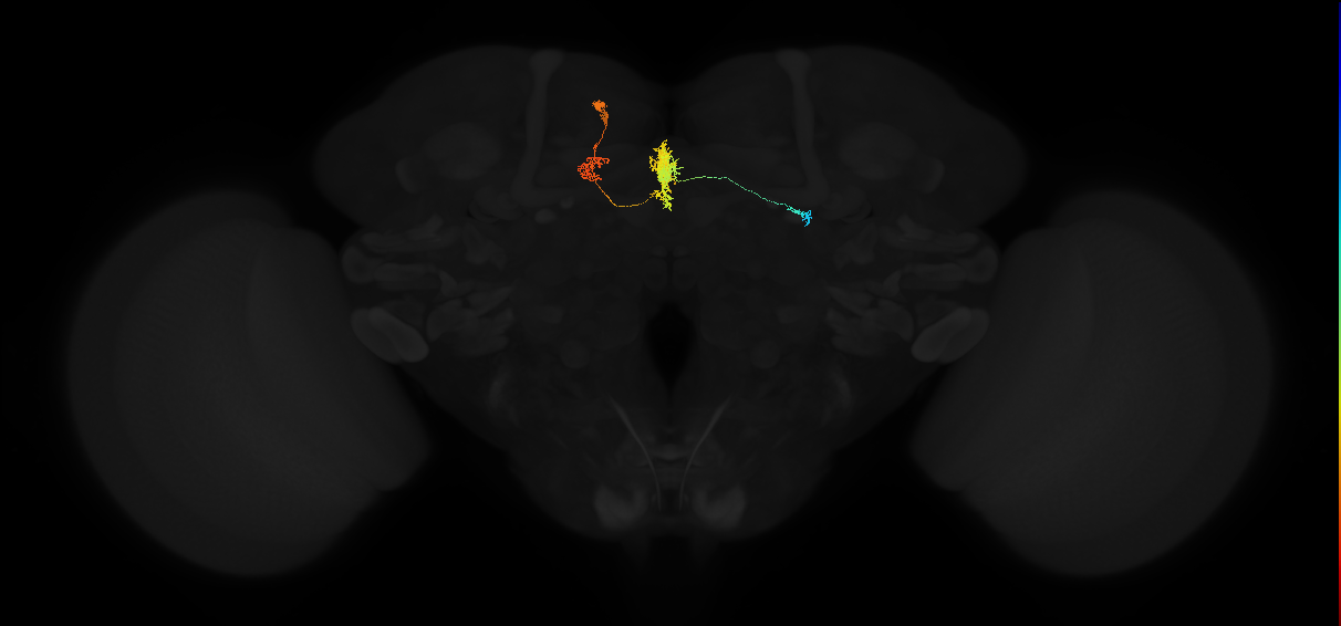 protocerebral bridge glomerulus 5-fan-shaped body-ventral gall surround neuron