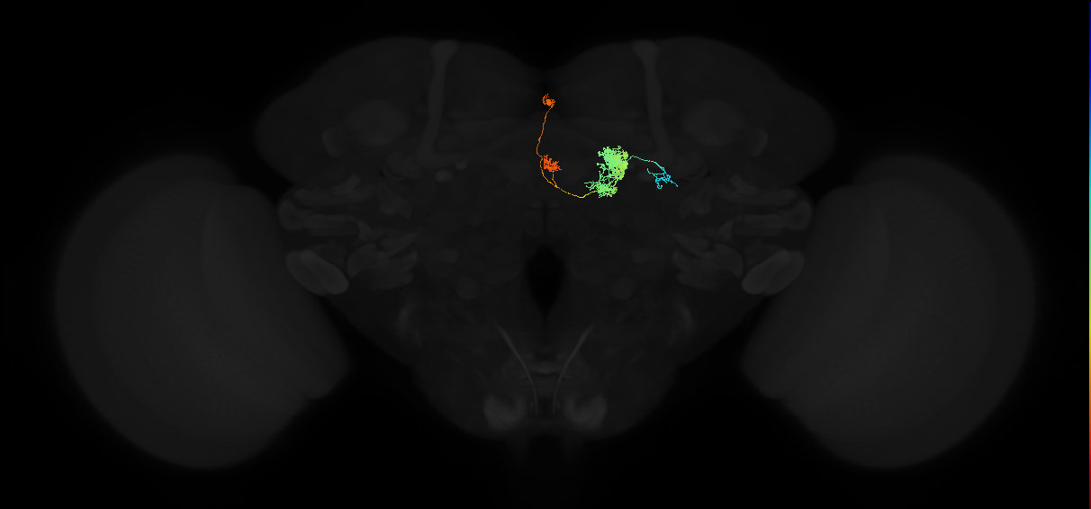 protocerebral bridge glomerulus 1-fan-shaped body-ventral gall surround neuron