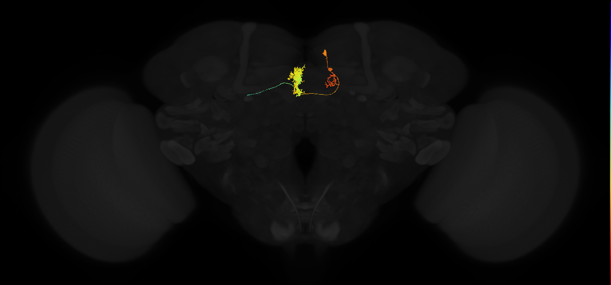 protocerebral bridge glomerulus 4-fan-shaped body-ventral gall surround neuron