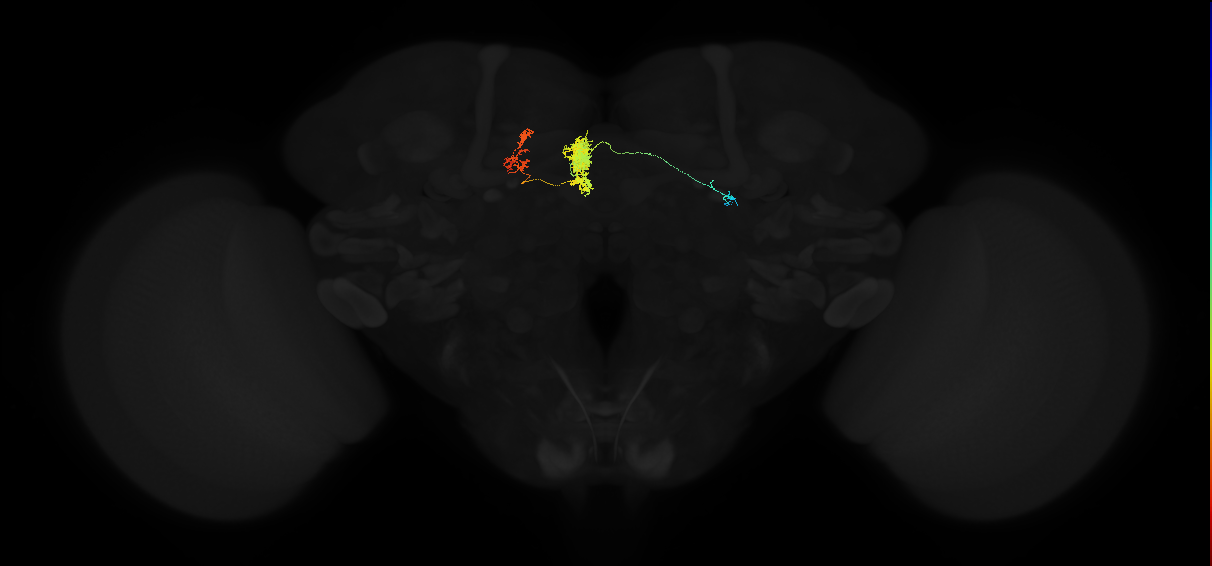 protocerebral bridge glomerulus 6-fan-shaped body-ventral gall surround neuron