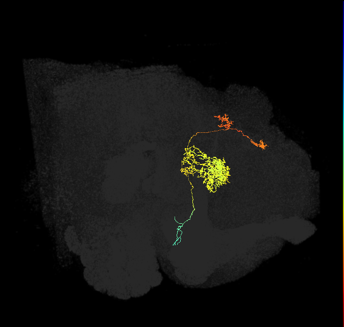 protocerebral bridge glomerulus 3-fan-shaped body-ventral gall surround neuron