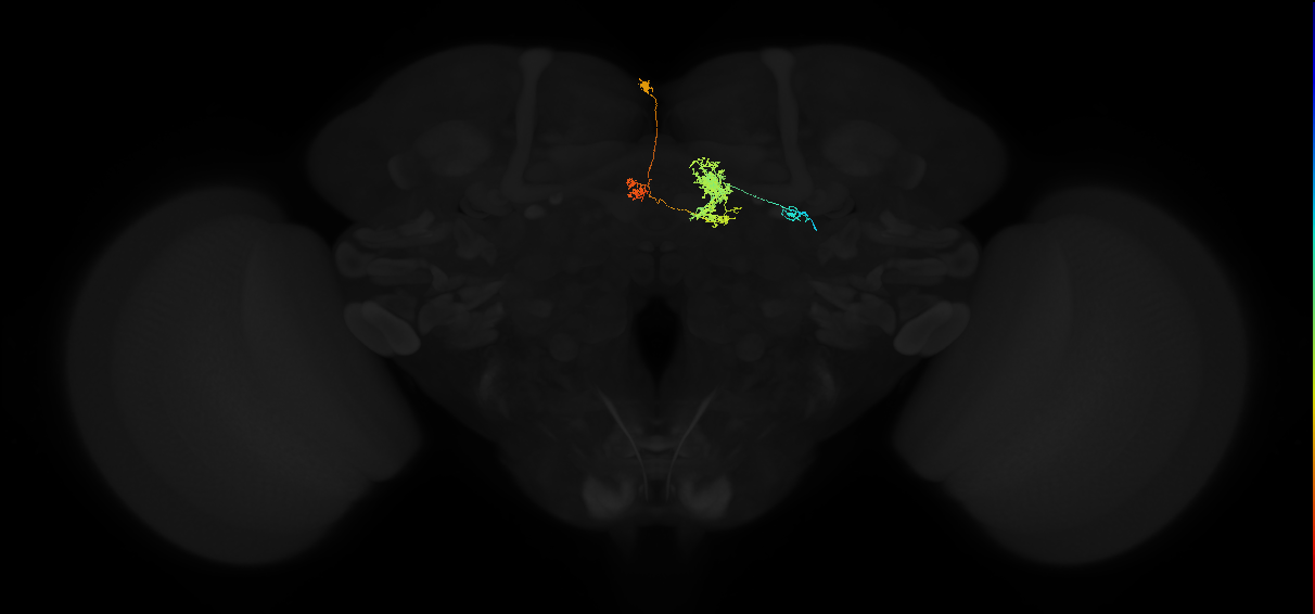 protocerebral bridge glomerulus 2-fan-shaped body-ventral gall surround neuron