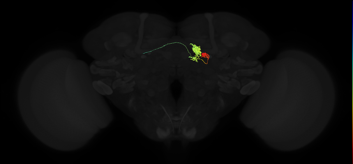 protocerebral bridge glomerulus 8-fan-shaped body-ventral gall surround neuron